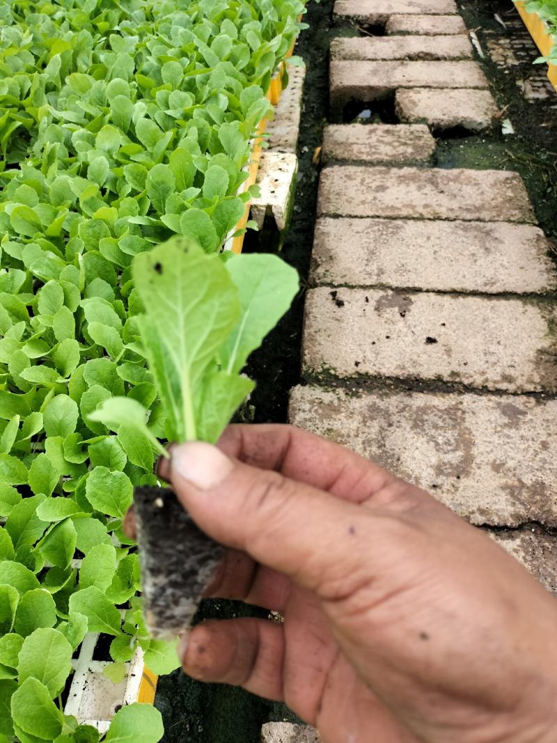 优质大白菜苗，清秀整齐，品种好，产量高，苗子根系发达
