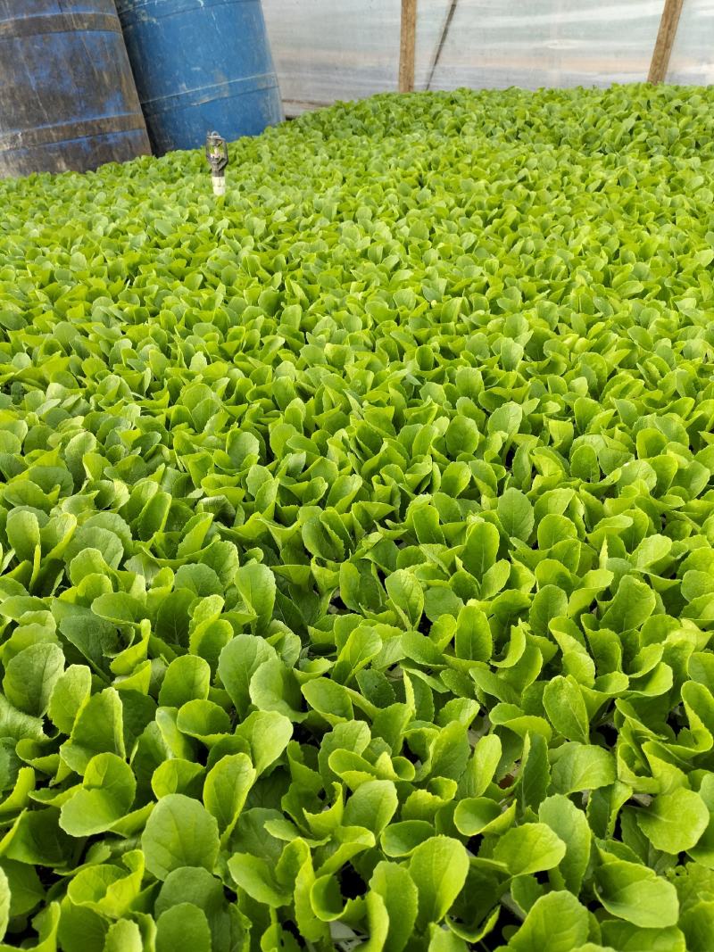 优质大白菜苗，清秀整齐，品种好，产量高，苗子根系发达