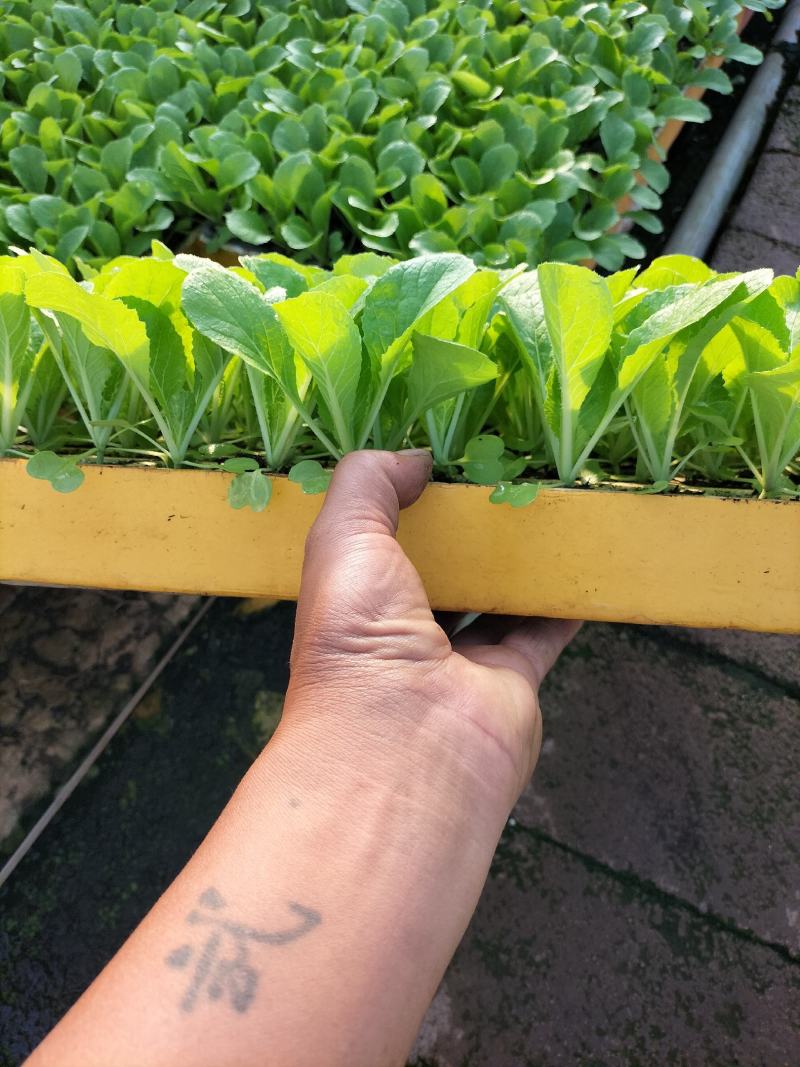 优质大白菜苗，清秀整齐，品种好，产量高，苗子根系发达