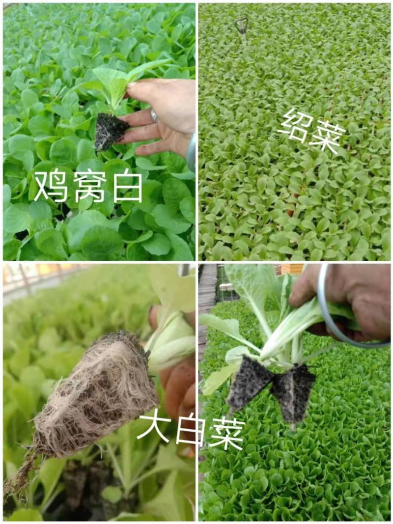 优质大白菜苗，清秀整齐，品种好，产量高，苗子根系发达