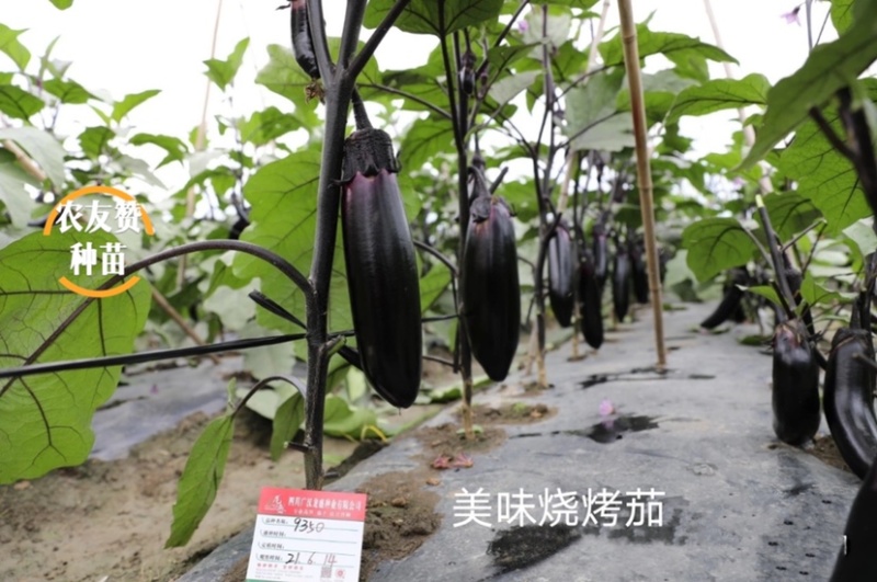 美味烧烤茄茄子种子四川龙盛茄子油黑亮丽卖相好高产