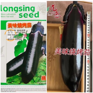 美味烧烤茄茄子种子四川龙盛茄子油黑亮丽卖相好高产