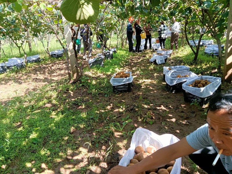 陕西猕猴桃亚特海沃德新鲜上市啦大量有货欢迎下单
