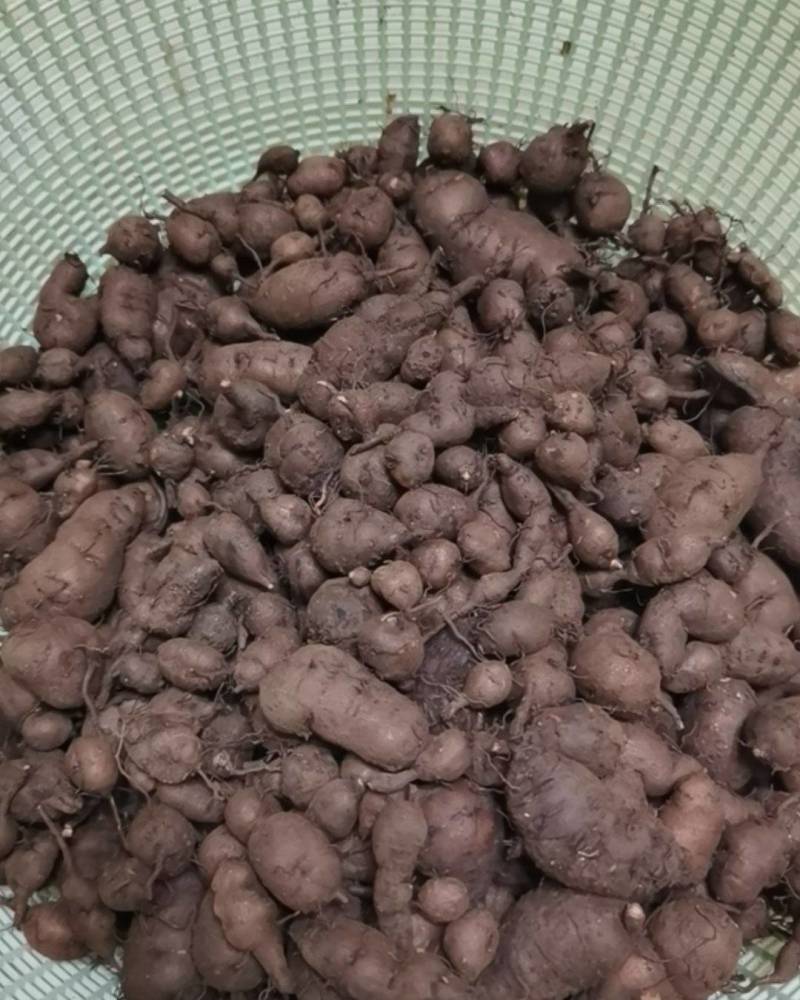 三叶青现挖现卖新鲜产地直供全年长期供货，欢迎新老顾