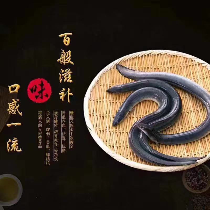 鳗鱼