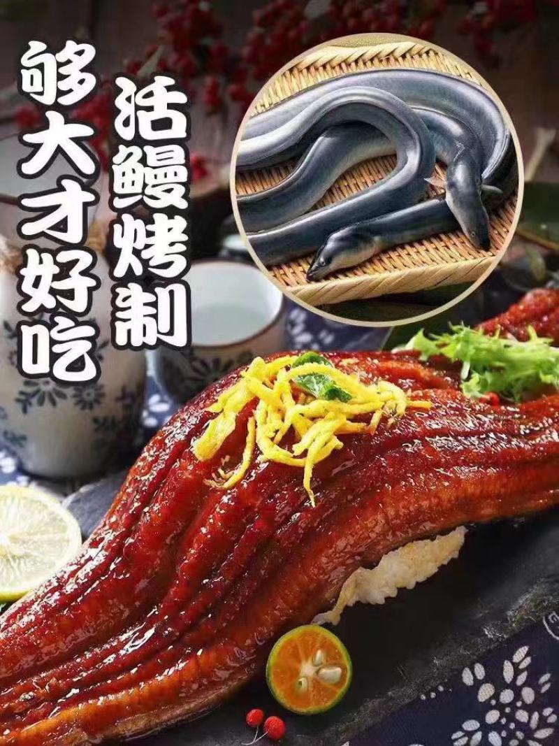鳗鱼