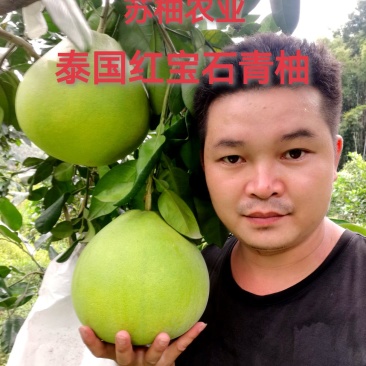 泰国红宝石青柚苗基地现货免费提供种植管理技术欢迎来参考