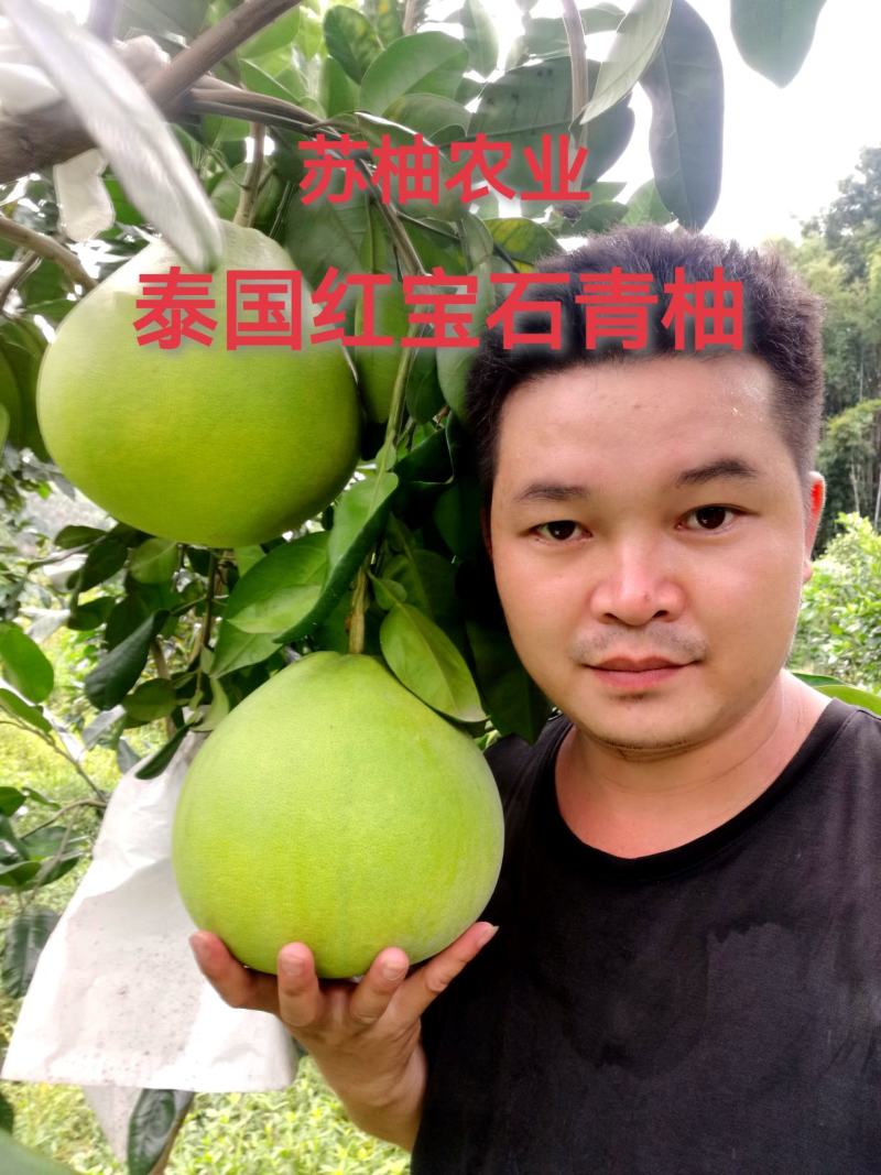 泰国红宝石青柚苗基地现货免费提供种植管理技术欢迎来参考