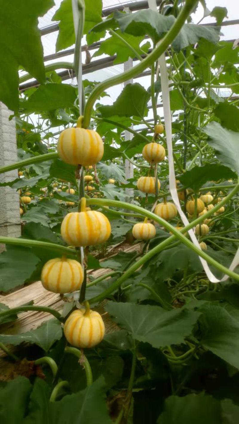 大量现货太阳果，小南瓜，橘瓜常年供应各大酒店，市场