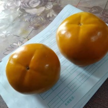 华州阳丰甜柿柿子口感脆甜价低大量上市了欢迎联系产地代发市