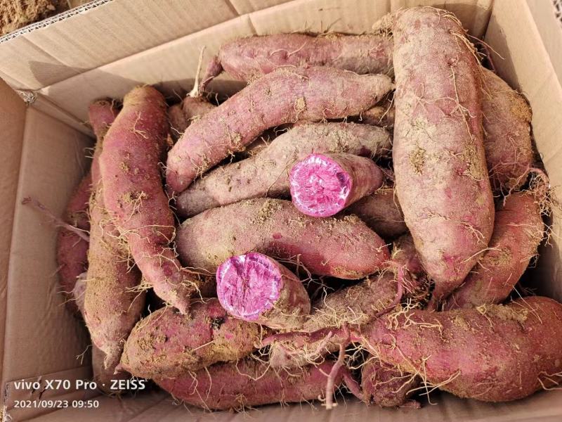 紫薯紫罗兰徐紫8号丘陵沙地种植口感好条形皮毛好