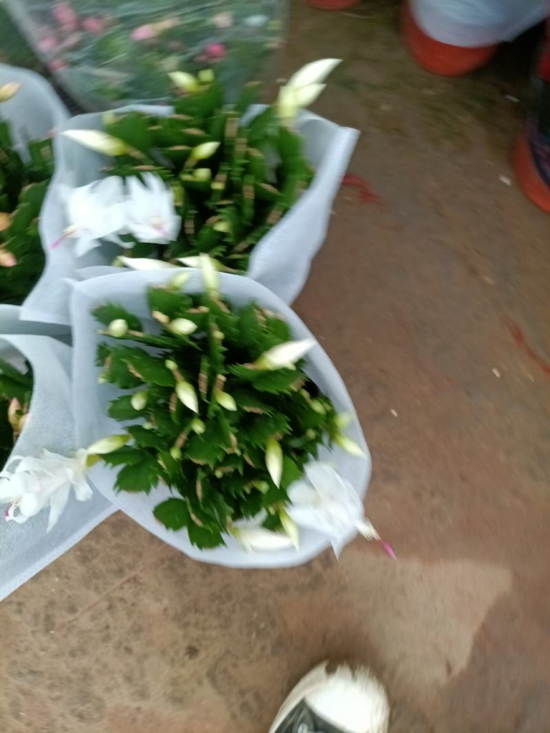 蟹爪兰4个颜色的蟹爪兰盆栽盆景懒人盆，总有一盆适合你