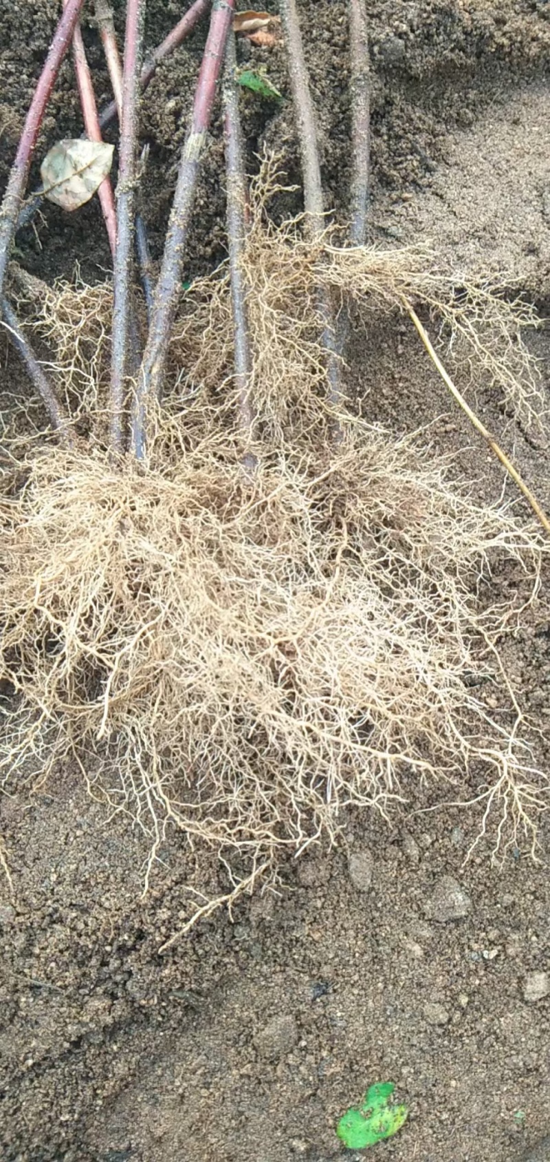 优质金银花苗/视频看货/品质保证/欢迎老板来订购