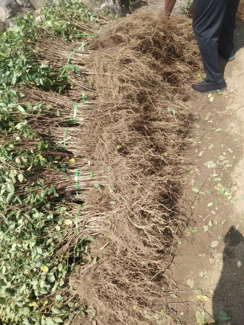 优质金银花苗/视频看货/品质保证/欢迎老板来订购