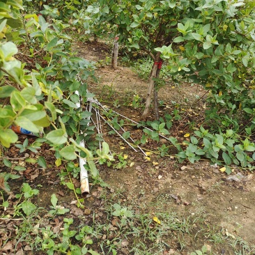 优质金银花苗/视频看货/品质保证/欢迎老板来订购