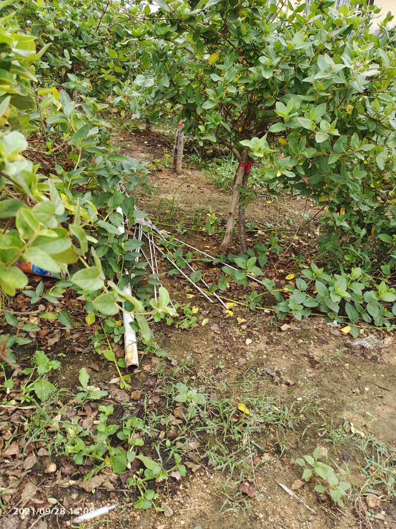 优质金银花苗/视频看货/品质保证/欢迎老板来订购