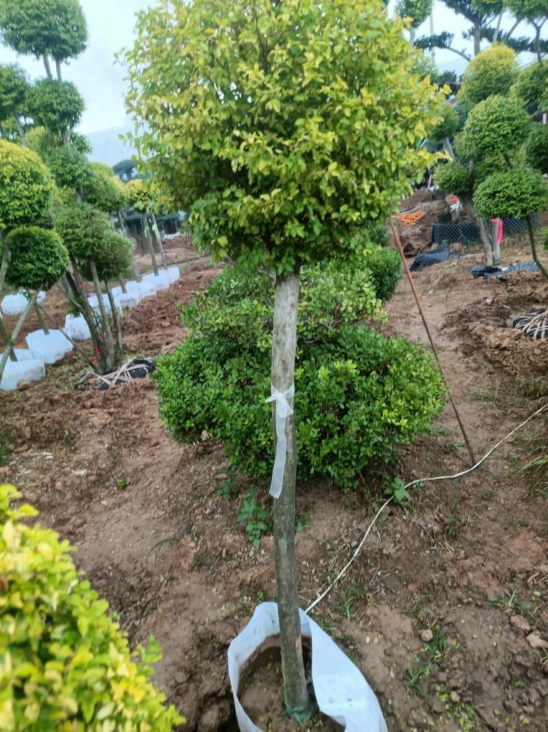 亮晶女贞棒棒糖盆景老兵苗圃精品专售
