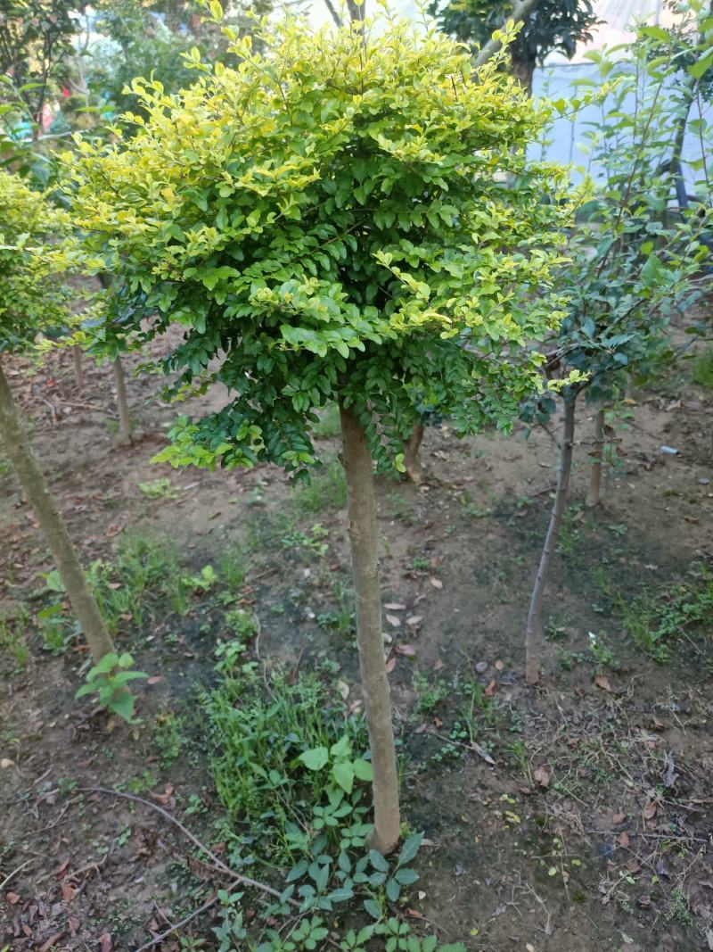 亮晶女贞棒棒糖盆景老兵苗圃精品专售