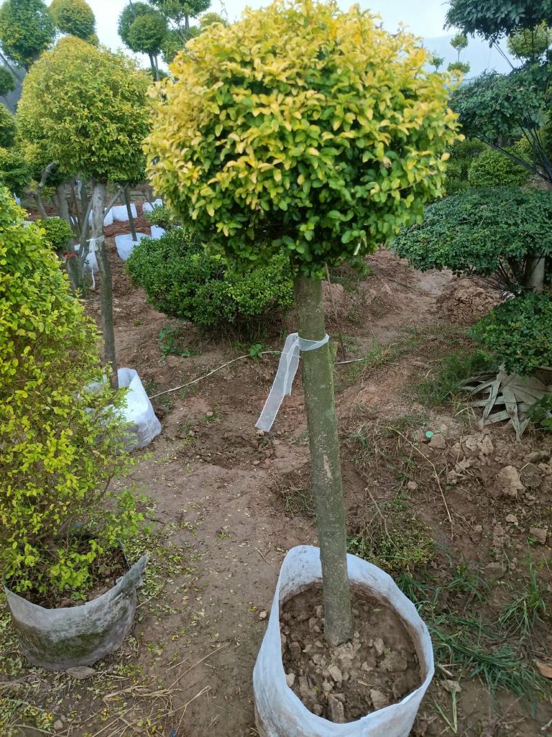 亮晶女贞棒棒糖盆景老兵苗圃精品专售
