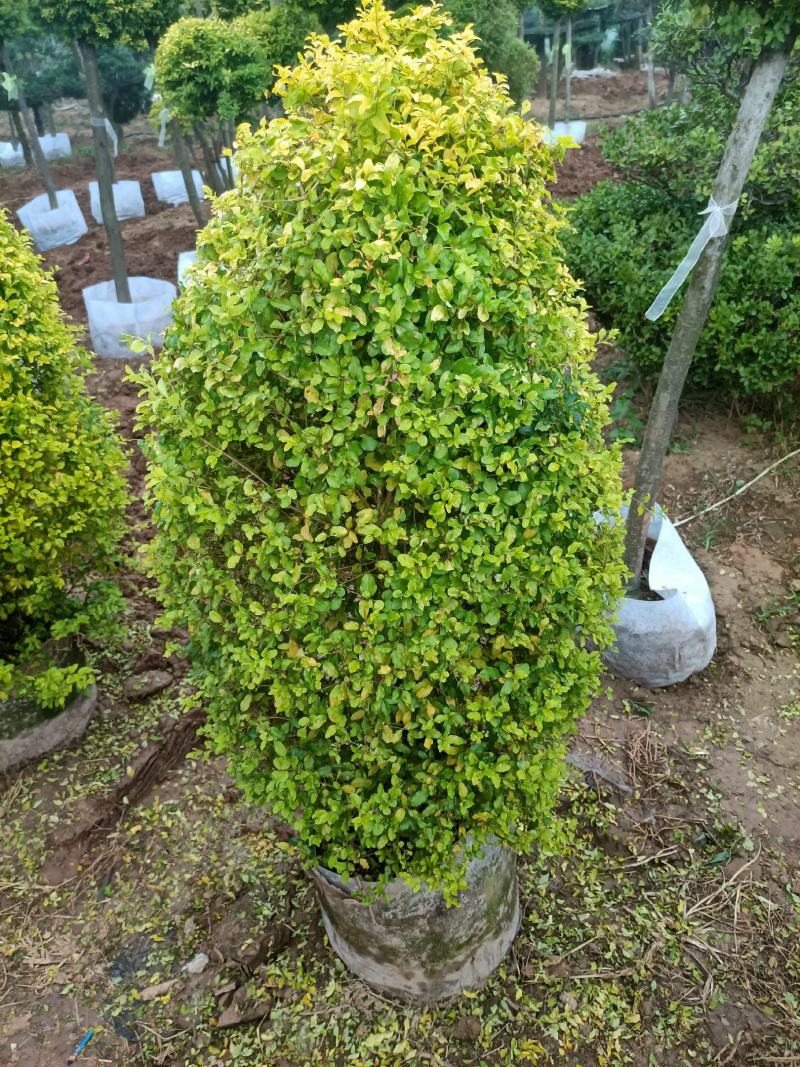 亮晶女贞棒棒糖盆景老兵苗圃精品专售