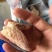 鱿鱼牛角花去头去内脏新鲜速冻鱿鱼花耳尖切鱿鱼尾花火锅食材