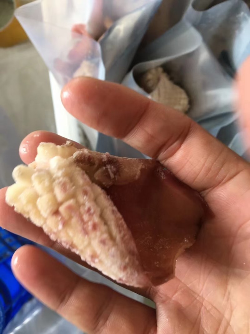 鱿鱼牛角花去头去内脏新鲜速冻鱿鱼花耳尖切鱿鱼尾花火锅食材
