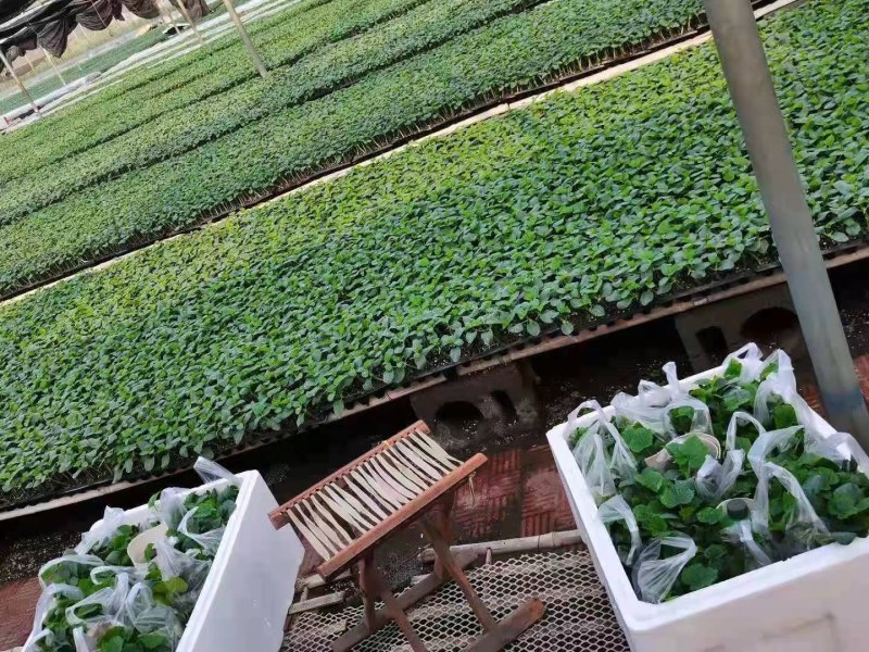 黄瓜苗秋延茬黄瓜苗德瑞特891黄瓜苗抗寒产量高