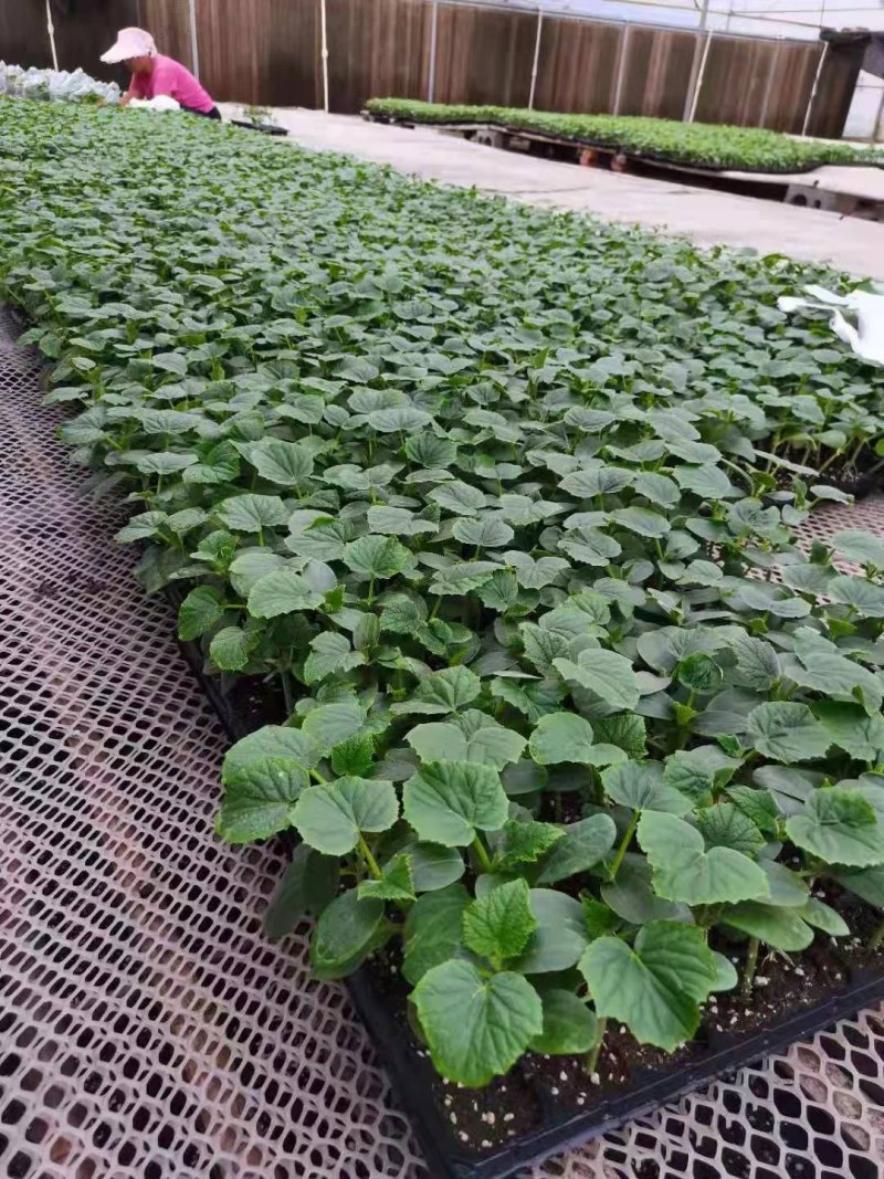 黄瓜苗秋延茬黄瓜苗德瑞特891黄瓜苗抗寒产量高
