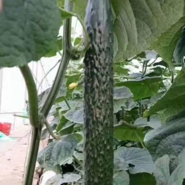 黄瓜苗秋延茬黄瓜苗德瑞特891黄瓜苗抗寒产量高