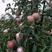 山东优质膜袋红富士苹果，货好价低，园里看货订货全国代发