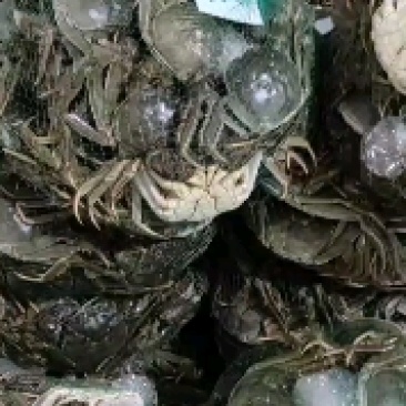 洪湖清水大闸蟹产地直发