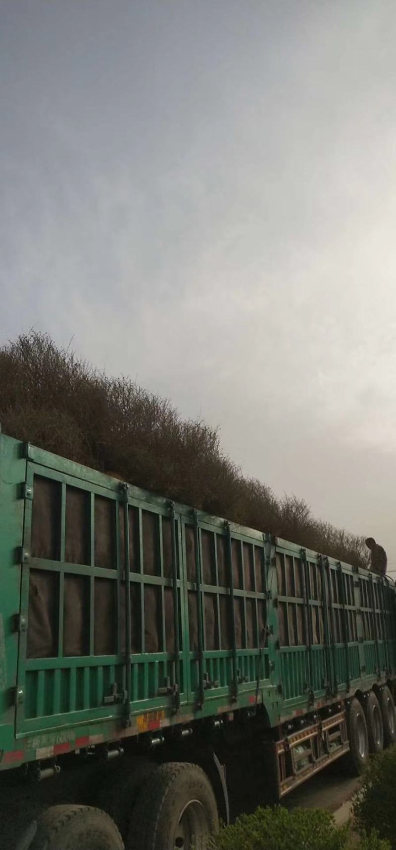 辽宁金叶榆球金叶榆杆球金叶榆绿篱营养杯金叶榆