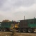 辽宁金叶榆球金叶榆杆球金叶榆绿篱营养杯金叶榆