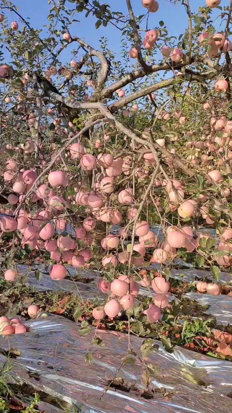 苹果