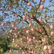 苹果