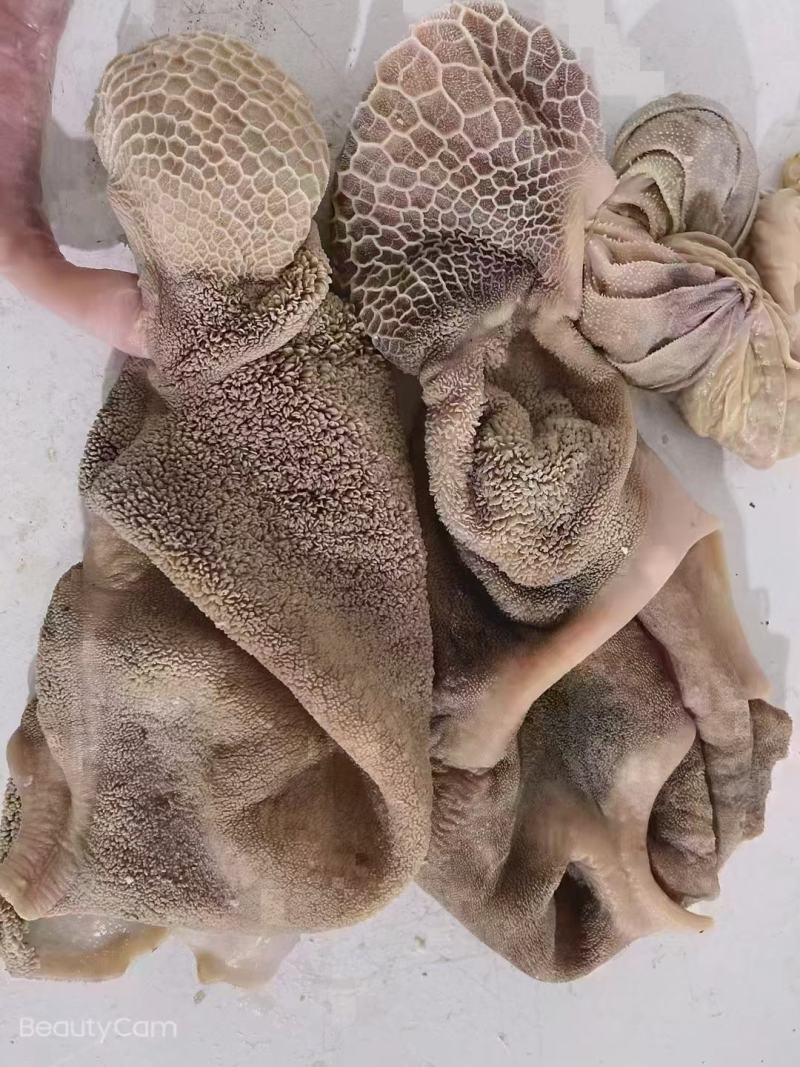 （熟羊肚）（价格便宜）免洗羊毛肚黑黄箱装自己加工厂