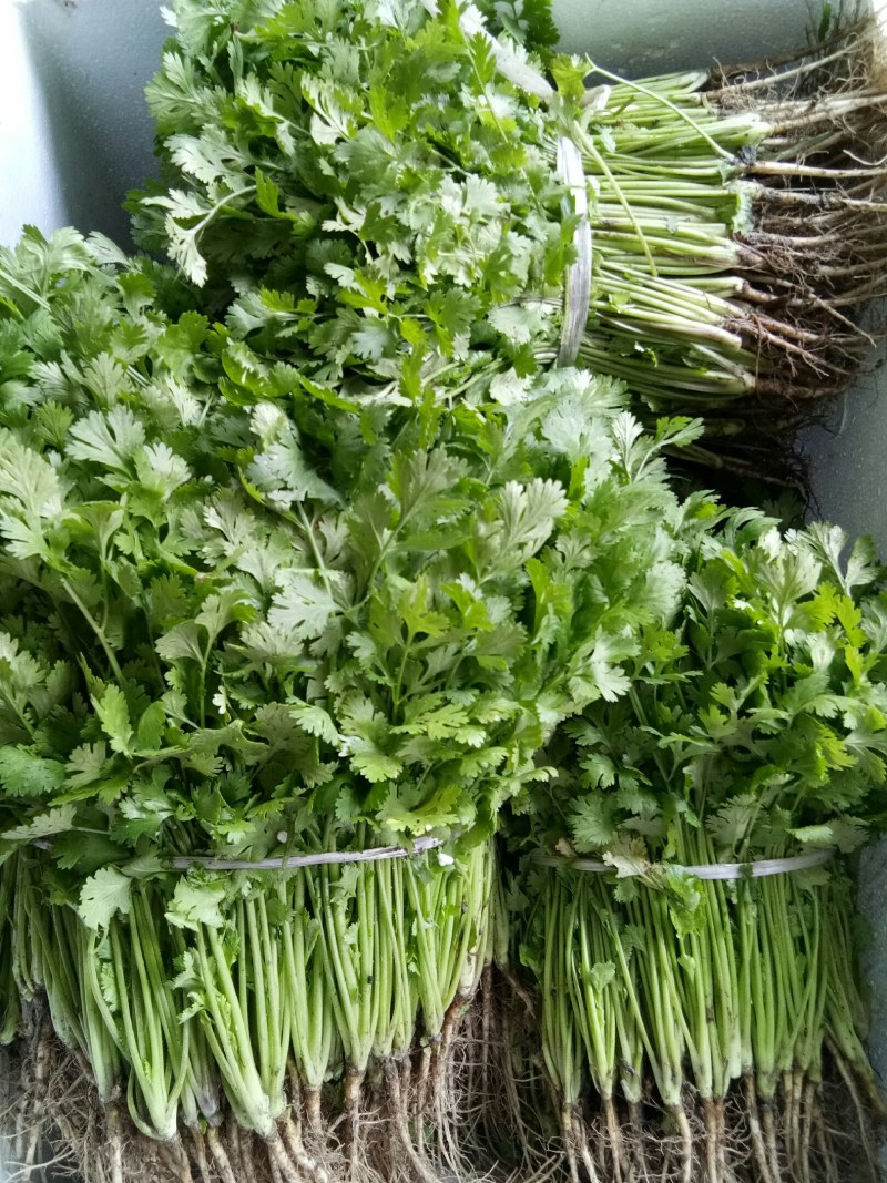 香菜（新鮮香菜现货）
