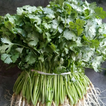 香菜（新鮮香菜现货）