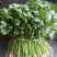 香菜（新鮮香菜现货）