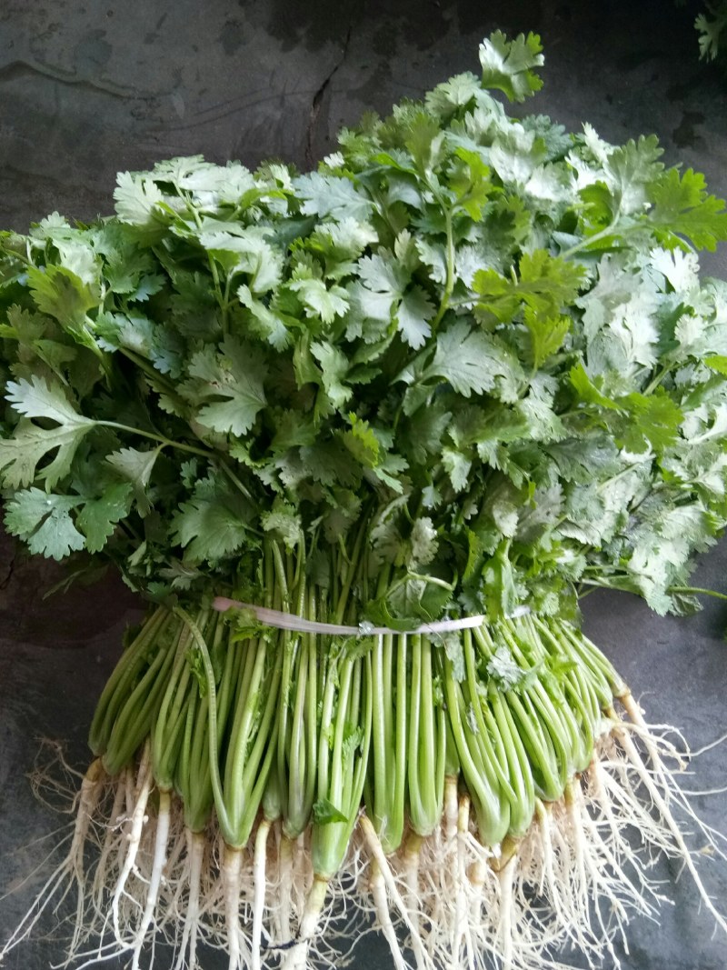 香菜（新鮮香菜现货）