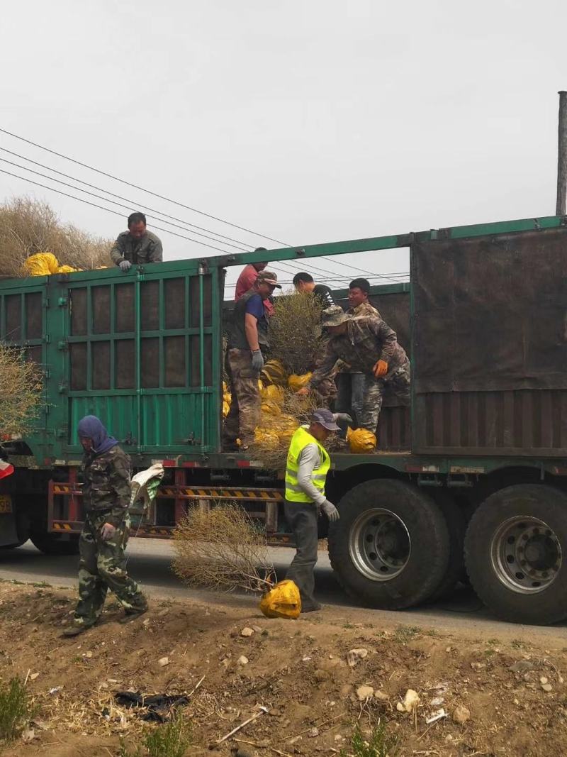 辽宁苗圃出售金叶榆球金叶榆杆球规格齐全量大优惠