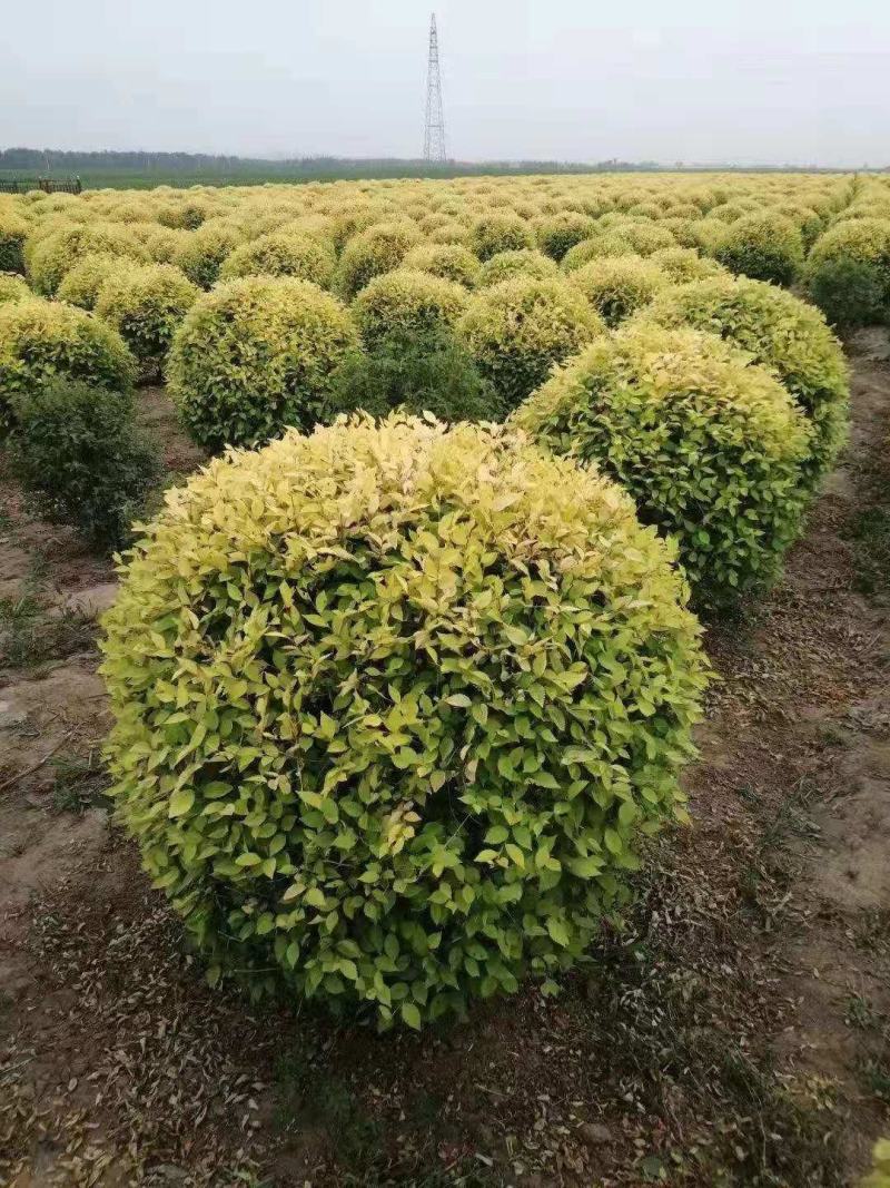 辽宁苗圃出售金叶榆球金叶榆杆球规格齐全量大优惠