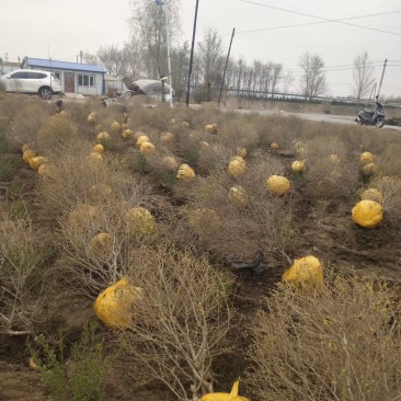 辽宁苗圃出售金叶榆球金叶榆杆球规格齐全量大优惠