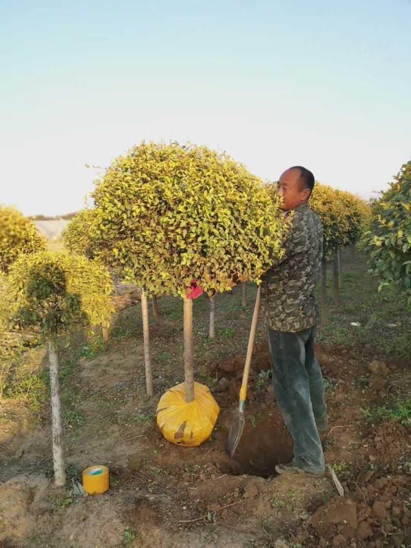 辽宁苗圃出售金叶榆球金叶榆杆球规格齐全量大优惠
