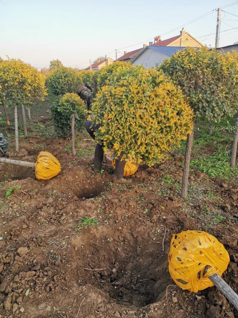 辽宁苗圃出售金叶榆球金叶榆杆球规格齐全量大优惠