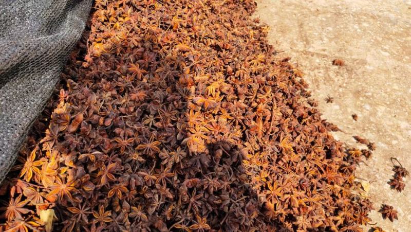 广西大红八角全干无硫新秋果春花和干枝大料正宗批发