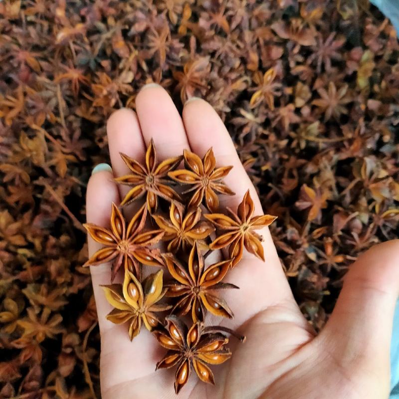 广西大红八角全干无硫新秋果春花和干枝大料正宗批发