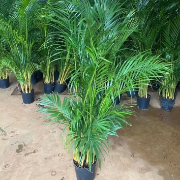 散尾葵大型精品绿植基地直销当天下单当天发货