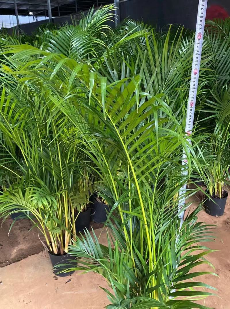 散尾葵大型精品绿植基地直销当天下单当天发货