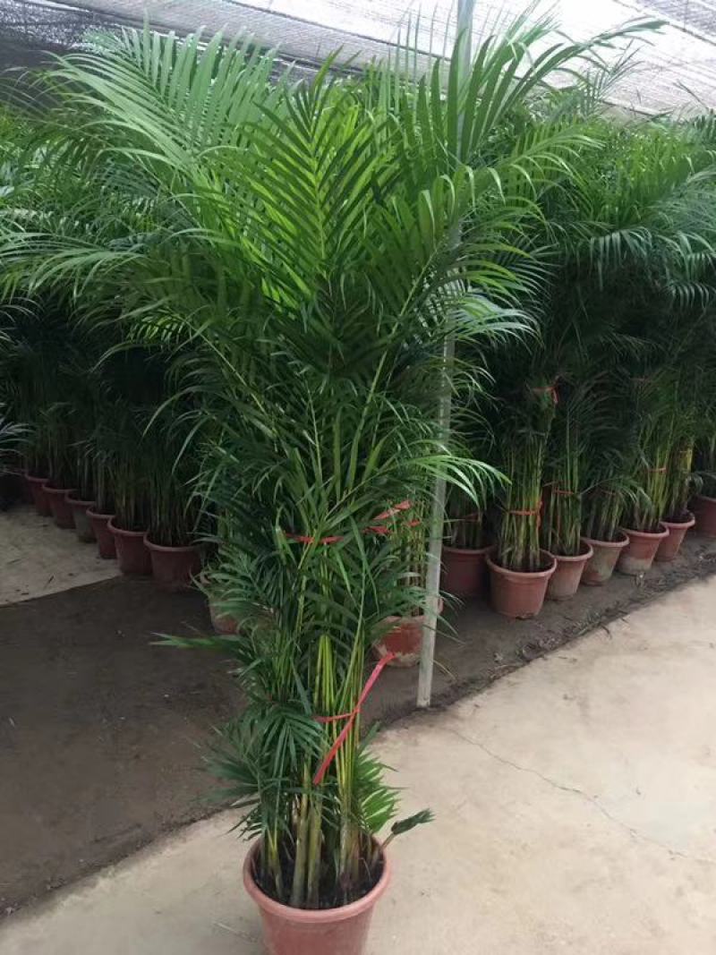 散尾葵大型精品绿植基地直销当天下单当天发货